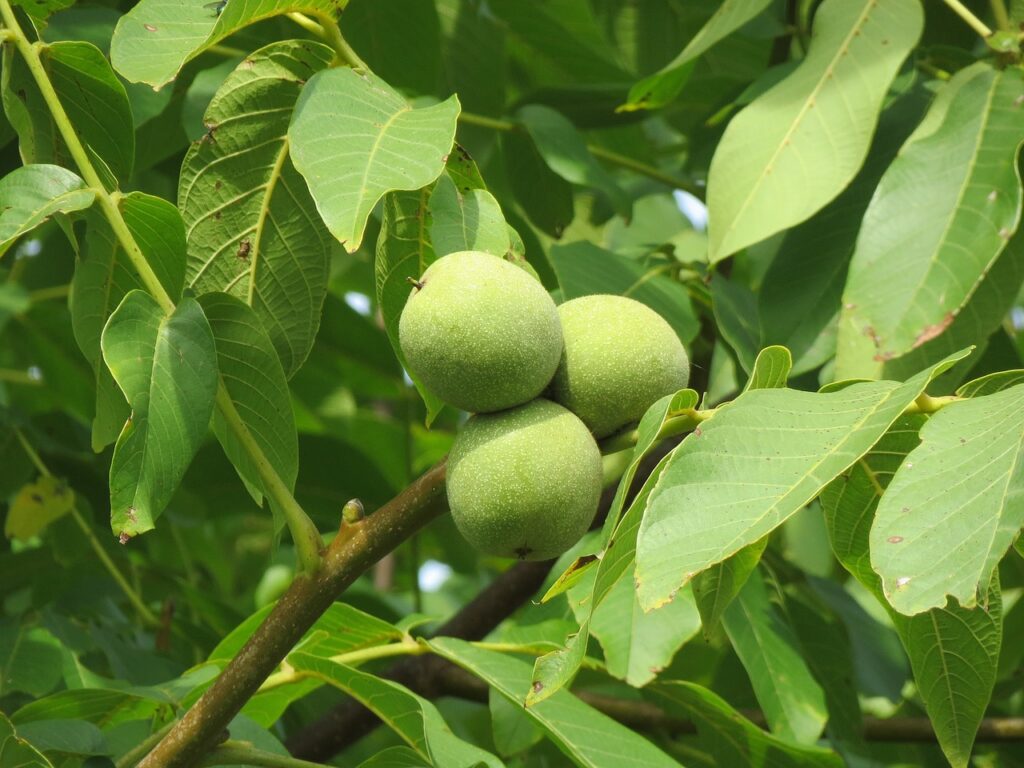 Noten zijn een superfood! Eens geoogst bewaren ze zeer lang.