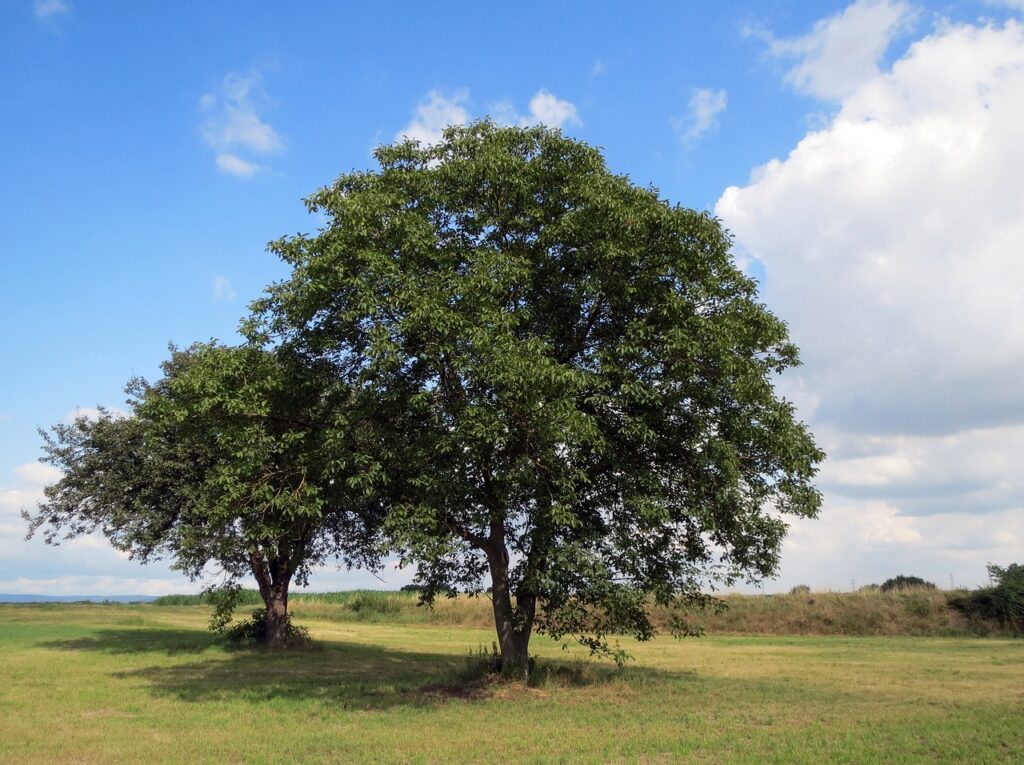 Een notelaar is een majustueuze boom van wel 30 meter hoog!