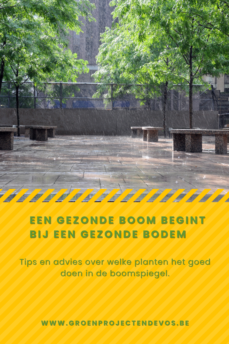 Een gezonde boom begint bij een gezonde bodem