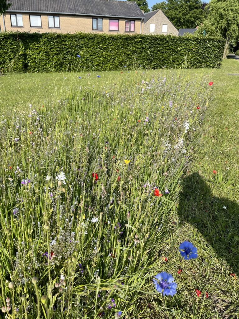 Een bloemenweide of bloemenrijk grasland.