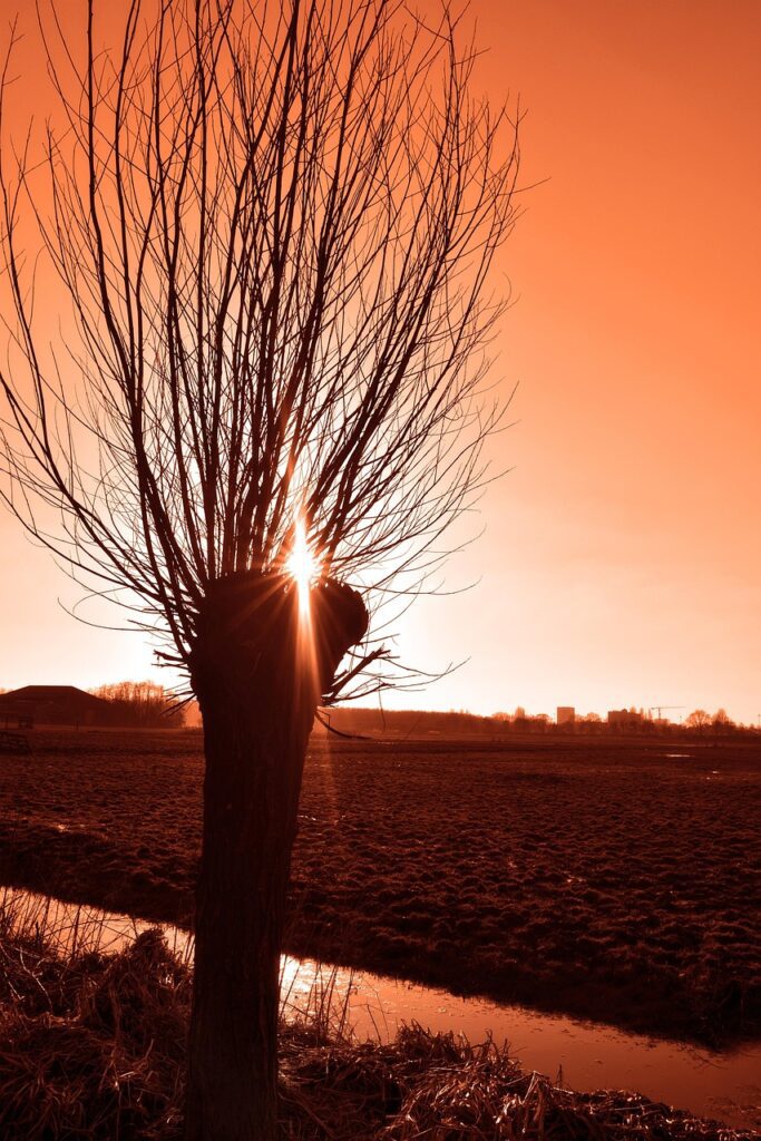 Bomen knotten is typisch Vlaams.